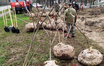 В Киеве вместо отравленных деревьев высадили новые
