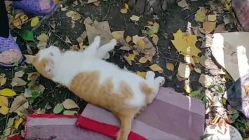 В Днепре люди избили кота: животное борется за жизнь