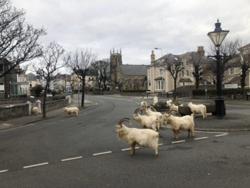 В Уэльсе на фоне пандемии кашемировые козы заполонили центр курортного городка (ФОТО, ВИДЕО)