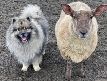 В Великобритании овечка подружилась с собаками и научилась у них лаять (фото)