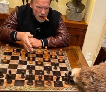 Арнольд Шварценеггер показал, как учит свою ослицу играть в шахматы