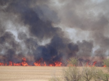 Под Одессой выгорело 9 Га в Национальном парке: администрация винит "тупых двуногих существ"