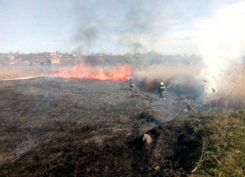 Пожар вблизи Одессы уничтожил 10 га национального парка (ФОТО)