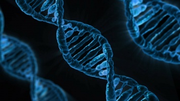 Найдены новые гены, определяющие черты лица человека