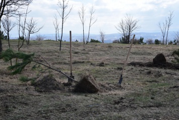 Зеленые зоны Симферополя, Судака, Феодосии, высаженные в рамках акции «Сад памяти», пострадали от вандалов