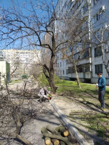 Хотел как лучше: председателя ОСМД оштрафуют за обрезку деревьев