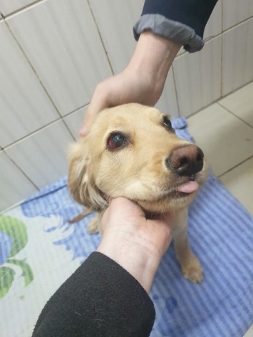 Избиение щенка на ХТЗ: специалисты рассказали о состоянии пострадавшего животного, - ВИДЕО
