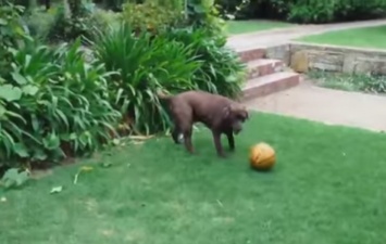 Лайфхак, чем заняться на карантине: спортсмены научили пса играть в волейбол - можно брать в сборную (видео)