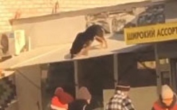 Курьезы. В Мелитополе пес разгуливал по крыше (видео)