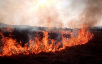В Чернобыльской зоне горит лес: пожар тушат спасатели