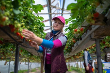 Финляндия планирует организовать чартерные рейсы для доставки в страну сезонных работников сельского хозяйства из Украины
