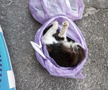 Кота, которого замуровала в подвале руководитель ОСМД, вытащили уже мертвым