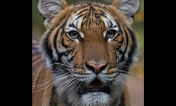 Тигрица в зоопарке Нью-Йорка заразилась коронавирусом от человека