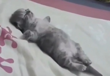 Сеть хохочет над потешным котенком, который куда-то побежал во сне (видео)
