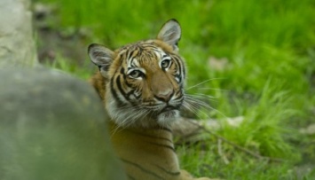 В зоопарке Нью-Йорка коронавирус обнаружили у тигрицы