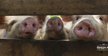 В Украине произошло сразу две вспышки африканской чумы свиней