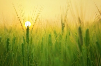 Протравливание озимой пшеницы: как получить хороший урожай