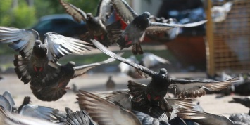 В Москве соседи "сдали" полиции пенсионера, кормившего голубей во дворе