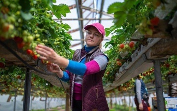 Финляндия готовит чартеры для привлечения украинских сезонных рабочих
