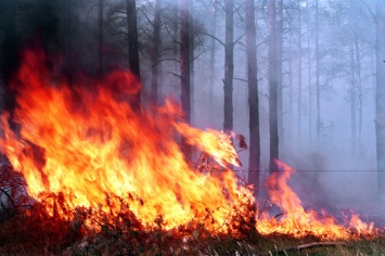 В Житомирской области начался сильный лесной пожар из-за возгорания травы