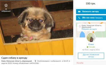 От 100 до 4000 грн. Украинцы массово сдают в аренду собак для прогулок во время карантина