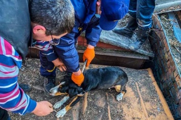Спасатели Днепра выручили собаку, застрявшую между металлическими гаражами