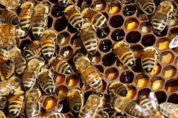 Ученые нашли первую живую пчелу, которая является самкой и самцом одновременно