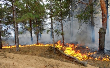 Под Харьковом горел хвойный лес