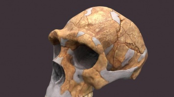 Невероятное открытие: найден череп древнейшего предка человека