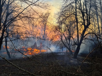 Как горят леса Чернобыля - фото