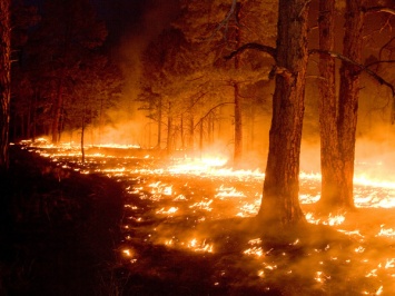 В Киевской области загорелся лес неподалеку от Столичного шоссе