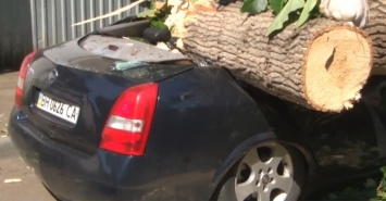 Суд обязал Одесский горсовет заплатить за раздавленную деревом машину