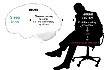 Недостаток сна вызывает молекулярные изменения в организме