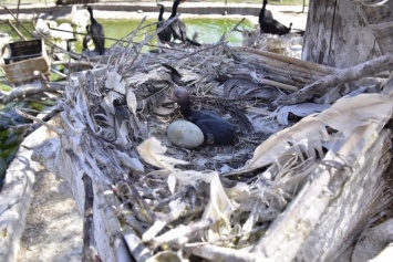 Птенцы бакланов вылупились в закрывшемся на карантин Одесском зоопарке