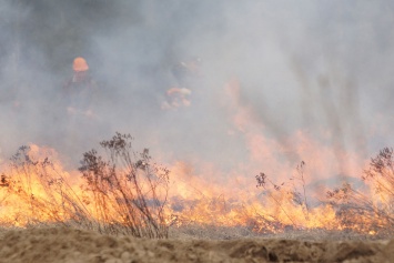 В Киеве предлагают увеличить штрафы за сжигание травы