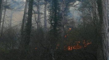 В Ялте ликвидировали лесной пожар на Боткинской тропе