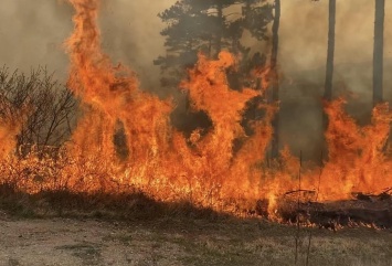 На территории Симферопольского лесничества тушат лесной пожар (ФОТО)