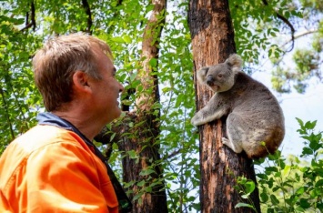 Спасенных из пожаров в Австралии коал вернули в дикую природу