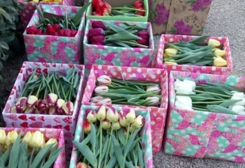 Никитский ботсад подарил тюльпаны медикам Крыма (ФОТО)