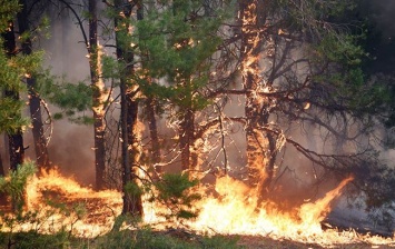 В Житомирской области, где неделю горит лес, задержали поджигателей