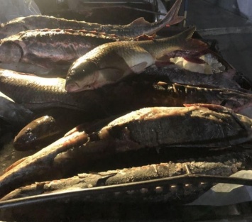Житель Одесской области наловил краснокнижной рыбы, но попался