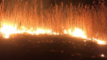 Пожары в Украине: "Ситуация может быть хуже, чем в Австралии"