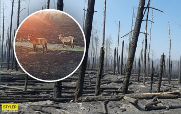 Из-за пожаров в Чернобыльской зоне страдают лошади Пржевальского (ФОТО, ВИДЕО)