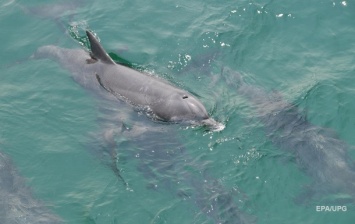 В одесский порт заплыли дельфины