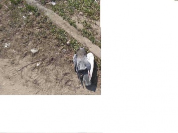 Дезинфицирование улиц раствором хлорантоина, вероятно, уменьшит популяцию голубей