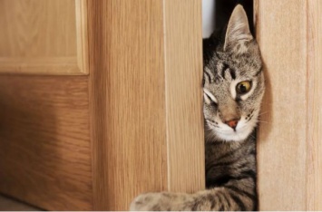 Почему коты ненавидят закрытые двери?