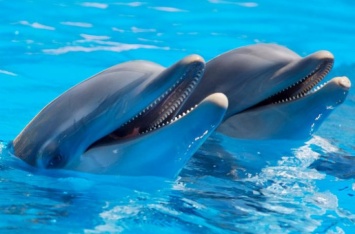 Карантин «почистил» Черное море: дельфины охотились у причала в порту Одессы. ВИДЕО