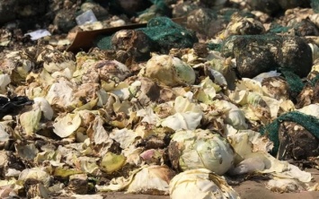 Гниющая свалка из капусты: после закрытия рынка в Великих Копанях предприниматели выбросили тонны овощей - видео