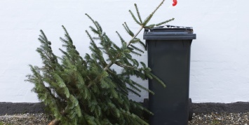 Курьез: в Запорожье продолжают выбрасывать новогодние елки (ФОТО)