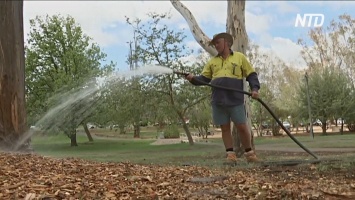 В столице Австралии придумали, как спасти деревья во время засухи (видео)